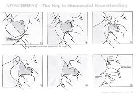 Puting payudara diselaputi kulit yang sangat sensitif terhadap sentuhan kerana ia kaya dengan saraf. Cara Supaya Puting Susu Luka Cepat Baik Ejen Redoxamin Penang