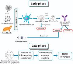 Persediaan tahun baru cina bersama amira ann lee. Frontiers Anti Allergic Rhinitis Effects Of Medicinal Plants And Their Bioactive Metabolites Via Suppression Of The Immune System A Mechanistic Review Pharmacology