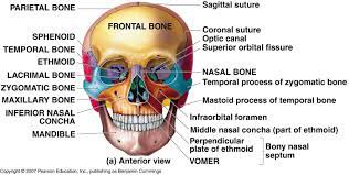 Free The Human Body Worksheets For Grade 5 2021 In 2021 Human Body Worksheets Anatomy Bones Human Skeleton Anatomy