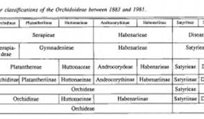 Image result for Brachycorythis ovata