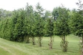 This is a time when bucks run themselves ragged in search of does. What Plants Won T Deer Eat Garden Housecalls