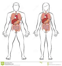 Blank human body template for medical infographic. Male Female Anatomy Diagrams Male Female Anatomy Diagrams Digestive Tract Internal Organs Man Woman Couple Sto Human Body Diagram Female Anatomy Body Diagram