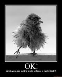 Pin By Shareour Garden On This Place Is For The Birds Animals Funny Animal Pictures Cute Animals