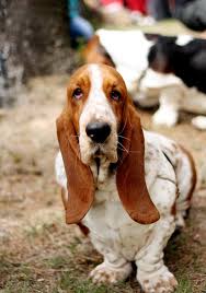 Black And White Basset Hound Puppy Effyeahbassethounds Bassett Hound Basset Hound Wrinkly Dog