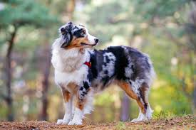 Mom and dad on site. Australian Shepherd Aussie Dog Breed Information Characteristics Daily Paws
