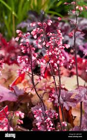 Image result for Heuchera `Midnight Rose`