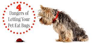 Making her vomit was absolutely the right thing to do in that situation because you can't take chances with little dogs like chihuahuas. 4 Dangers Of Letting Your Pet Eat Bugs Pawsitively Pets
