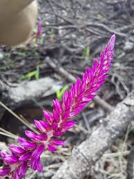 Image result for Hermbstaedtia