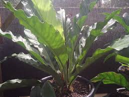 Gelombang cinta atau yang memiliki nama ilmiah anthurium atau adenium ini memiliki daya tarik yang tinggi. Manfaat Dan Cara Merawat Bunga Gelombang Cinta