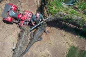 Crocodile - Habitat, Diet, Behavior | Britannica