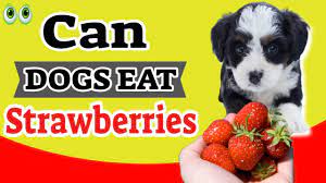We love to eat strawberries because they are sweet. Can Dogs Eat Strawberries What Fruits Can Dogs Eat Youtube