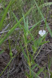 Image result for Monsonia angustifolia