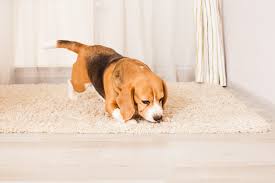 Of course, to avoid bed bugs, it all starts with being able to recognize them in the first place, but not only by their physical attributes. Bed Bug K9 Online Shopping