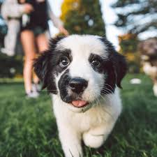 Puppies raised for herding, agility, conformation, and companionship. Border Collie Puppies Denver Colorado Bmo Show