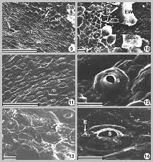 Image result for Clutia robusta