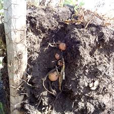 La pomme de terre cultivée (solanum tuberosum) est originaire des andes, du venezuela au chili. Retour Sur Les Essais De Culture De Pommes De Terre Jardin D Essai