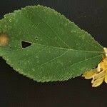 Image result for Grewia holstii