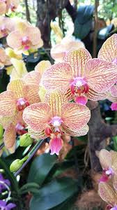 Le Jardin Aux Orchidees De Singapour Esprit Laita Orchidee Idees De Jardin Fleur Jardin Des Orchidees