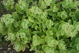 I was about to quit, he said while shaking his head, remembering the debts they incurred. Composition Life Sedum Stonecrop And Live Forever They Re All The Same Forever Flowers Sedum Perennial Garden Design