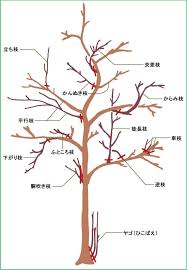 pin by jack teoh on 雑学 知恵袋 bonsai tree bonsai techniques bonsai tree care