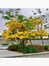 Image result for Handroanthus chrysotrichus