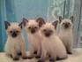 Siamese Cat Breed Facts & Pictures | petMD | PetMD