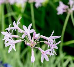 Image result for Tulbaghia cameronii
