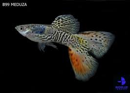 B99 Meduza Engine By Igetweb Com Fresh Water Fish Tank Betta Fish Betta Aquarium