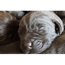 However, free labrador dogs and puppies are a rarity as rescues usually charge a small adoption fee to cover their expenses (usually less than $200). Chocolate Labrador Puppies Derby Derbyshire