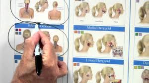 head and neck trigger point wall chart youtube