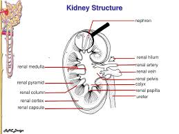 The renal medulla is split up into a number of sections, known as the renal pyramids. Ppt Kidney Structure Powerpoint Presentation Free Download Id 3101997