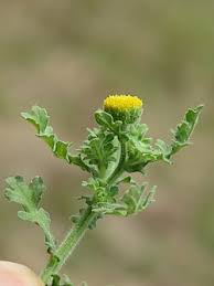 Image result for Grangea maderaspatana