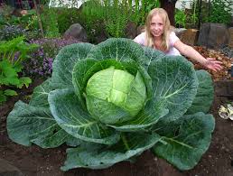 We did not find results for: How To Grow A Gigantic Cabbage Bonnie Plants