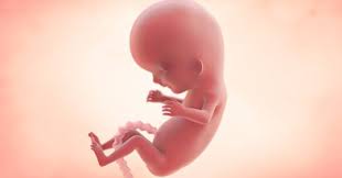 Check spelling or type a new query. 11 Minggu Hamil Perkembangan Bayi Enfagrow Malaysia