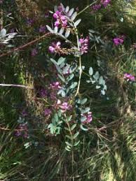 Image result for Indigofera erythrogramma
