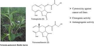 Image result for Vernonia guineensis