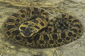 Check spelling or type a new query. 11 Non Venomous Snakes You Want In Your Backyard