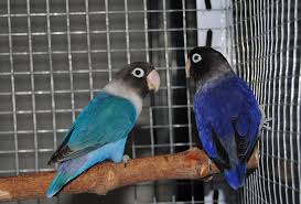 Bird Aviary For Sale Durban Agapornis Personatas Pet Birds African Lovebirds Animals Beautiful
