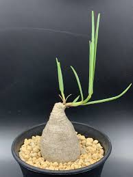 Image result for Stathmostelma