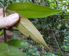 Image result for Phragmanthera