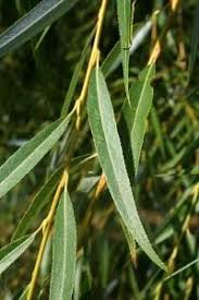 Image result for Salix babylonica