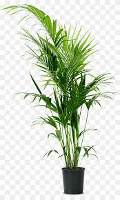 A houseplant is a plant that is grown indoors in places such as residences and offices, namely for decorative purposes, but studies have also shown them to have positive psychological effects. Howea Forsteriana Ravenea Areca Palm Houseplant Potted Plants Green Leafed Plant Grass Plant Stem Palm Tree Png Pngwing