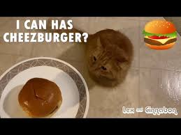 Image result for i can has cheezburger
