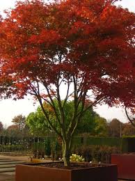 Japanischer Ahorn Acer Palmatum Kaufen Ab 11 30 Ten Hoven Boomkwekers Apel Ahorn Boomkwekers Garten Hoven J Garten Gartenbaume Gartengestaltung