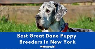 The bottom line is that most of the time, dogs will lick their people as a sign of affection. Top 6 Best Great Dane Breeders In New York Ny State 2021 Wowpooch