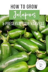 How To Grow Jalapenos Preserve Your Harvest Are You As Much A Fan Of Spicy Food As I Am I Ca Growing Jalapenos Growing Organic Tomatoes Organic Vegetables