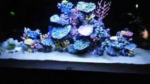 There are 1326 coral reef aquarium for sale on etsy, and they cost $20.14 on average. Freshwater Fish Aquarium With Artificial Coral Reef Tank Decorations Youtube