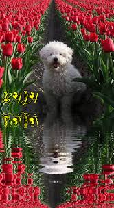 Puppy waving to a bird. Dog In A Field Of Flowers Gif Gato Gif Animais Bonitos Caes Fofos