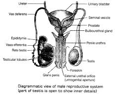 Human Reproduction Cbse Notes For Class 12 Biology Learn Cbse Class12biologynotes Humanreproductionnotesofclass12 Biology Biology Notes Notes