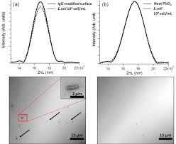 Images of e.coli bacteria, identification and treatment of e.coli infections, susceptibility of escherichia coli to antibiotics. Optical Detection Of E Coli Bacteria By Mesoporous Silicon Biosensors Protocol Translated To Dutch